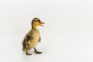 Funny duckling of a wild duck on a white background