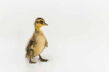 Funny duckling of a wild duck on a white background