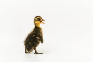 Funny duckling of a wild duck on a white background