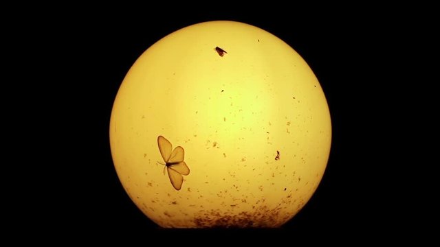 Moths and other small insects around old lamp at night