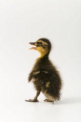 Funny duckling of a wild duck on a white background
