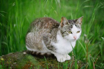 Adorable cat. Cute cat at front or back yard. Young animal in garden.