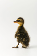 Funny duckling of a wild duck on a white background