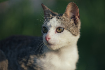 Adorable cat. Cute cat at front or back yard. Young animal in garden.