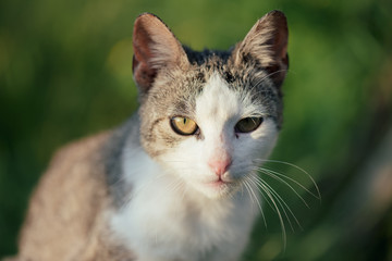 Adorable cat. Cute cat at front or back yard. Young animal in garden.