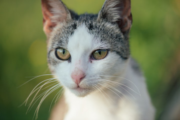 Adorable cat. Cute cat at front or back yard. Young animal in garden.