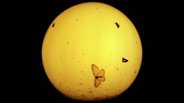 Moths and other small insects around old lamp at night