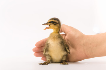 Funny duckling of a wild duck on a white background