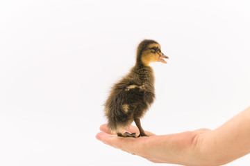 Funny duckling of a wild duck on a white background
