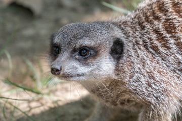 Meerkat