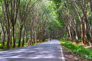 Close up texture of green leave for background or wallpaper, fresh leaves by black and white color