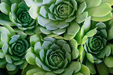 Close up of a houseleek plant