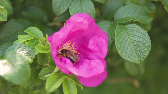A furry bumblebee in a pink flower gathers pollen close-up