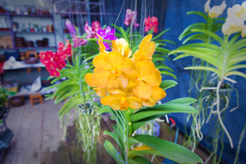Streaked orchid flowers. Beautiful orchid flowers.