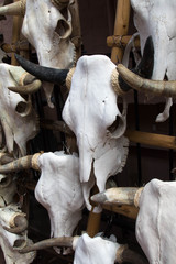 Fototapeta na wymiar Many white cow skulls for southwestern decoration