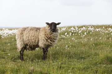 Sheep with black head standing in field