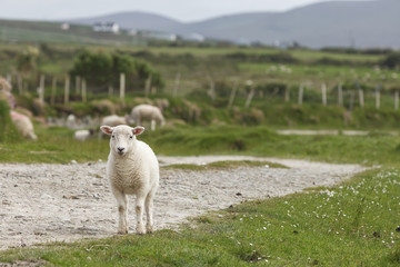 Single lamb standing by country path