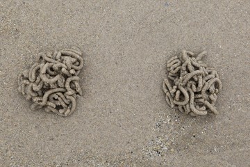 Lugworm casts