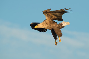 Hunting White Tailed Eagle.