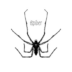 Scary spider on a white background. Atmospheric dark illustration. •.It can be used for printing on t-shirts, postcards, or used as ideas for tattoos.