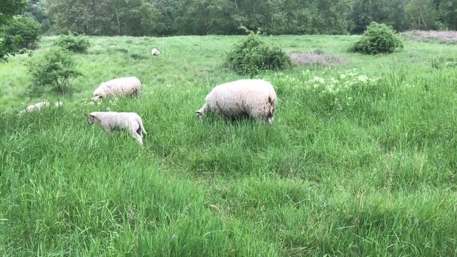 Schafe fressen Gras auf gr&uuml;ner Wiese in der Natur