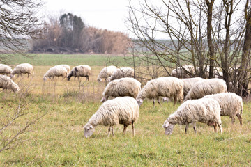 Fototapeta premium sheeps in the same direction burning toghether
