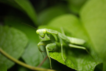 Green praying mantis, Mantis religiosa