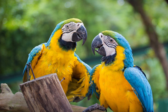 Blue & Gold Macaw concept love