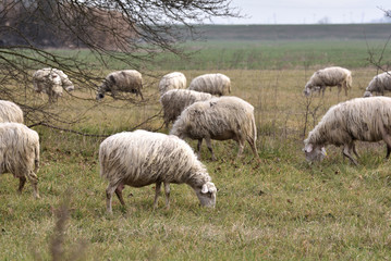 Obraz na płótnie Canvas sheeps in random positions