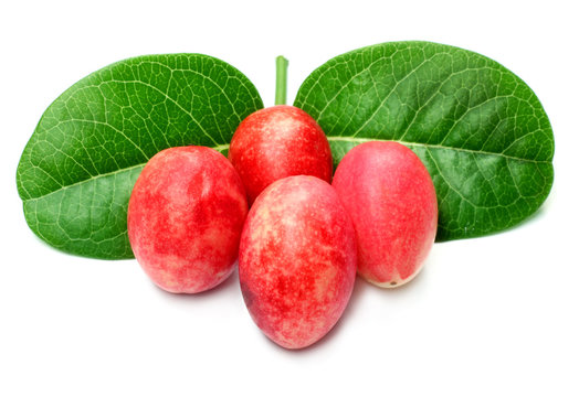 Koromcha or Carandas