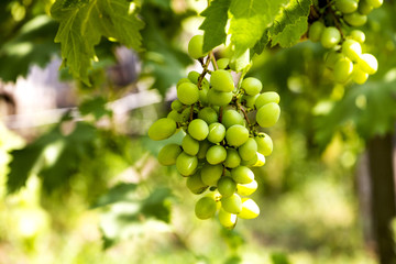 Young and juicy white grapes from a vineyard on a sunny day