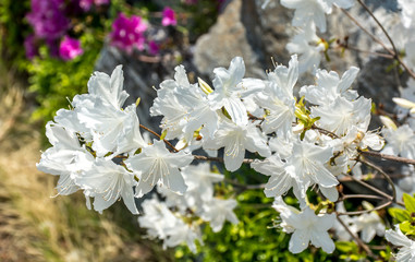 Beautiful White Flower | Roadside Flower