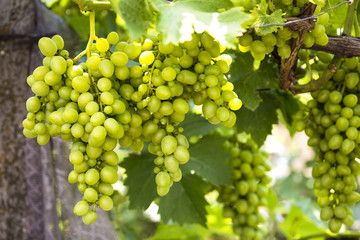 Young and juicy white grapes from a vineyard on a sunny day