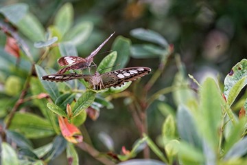 Butterflies are poultry, eating pollen from food pollen.