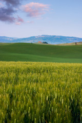 Fototapeta premium Beautiful summer landscape in Tuscany