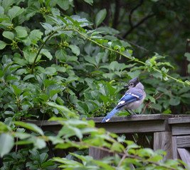 Shy Jay