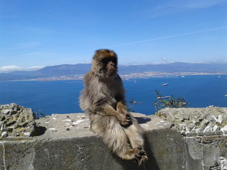 le sage