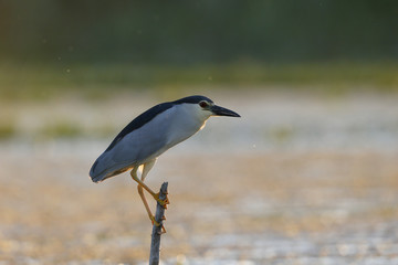 Black-crowned night-heron, Nycticorax nycticorax