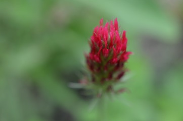 Red Paintbrush