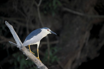 Black-crowned night-heron, Nycticorax nycticorax
