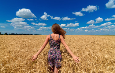 Back view of beautiful young woman walking in golden wheat field with cloudy blue sky background, free space. Liberty, peace of mind concept. Girl in spikes of ripe wheat field under blue sky