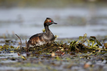Black-necked grebe, Podiceps nigricollis