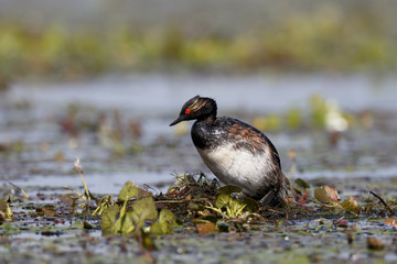 Black-necked grebe, Podiceps nigricollis