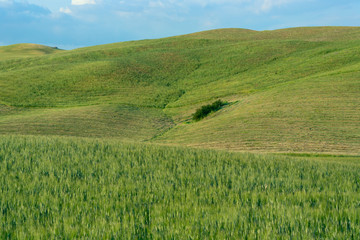 Fototapeta premium Beautiful summer landscape in Tuscany