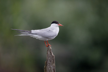 Common tern, Sterna hirundo