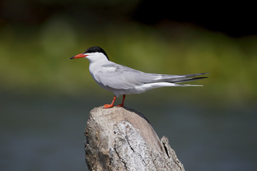 Fototapeta premium Common tern, Sterna hirundo