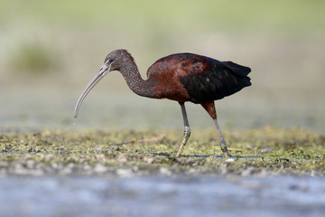 Glossy ibis, Plegadis falcinellus