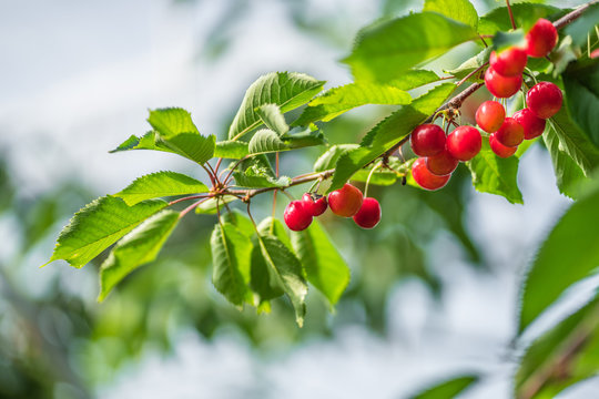 Red Cherry branches at Hokkaido