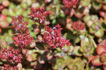 Sedum plants receive a California lilac petal shower