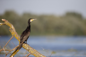 Great cormorant, Phalacrocorax carbo